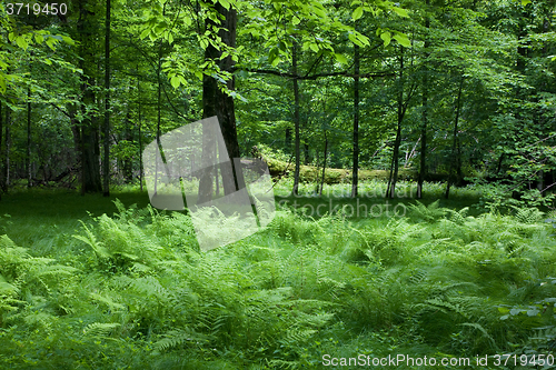 Image of Shady deciduous stand of Bialowieza Forest in springtime