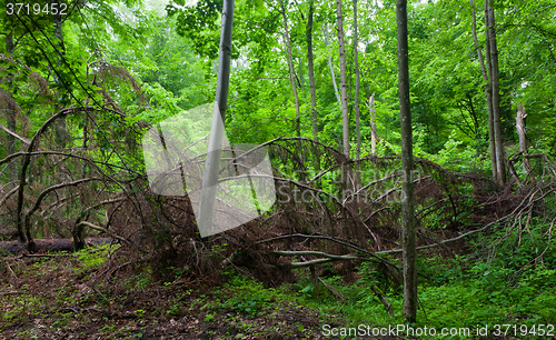 Image of Broken dead spruce tree lying among hornbeam