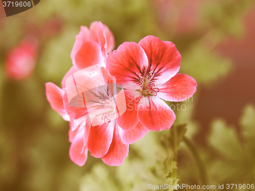 Image of Retro looking Geranium