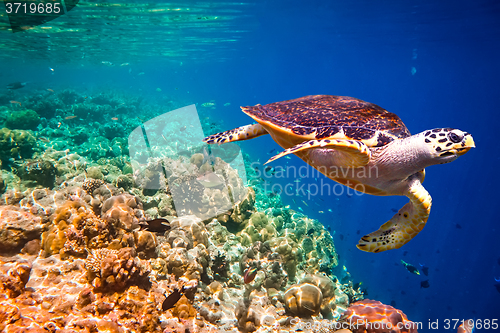 Image of Hawksbill Turtle - Eretmochelys imbricata