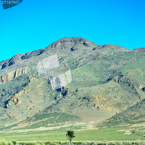 Image of brown bush  in    valley  morocco         africa the atlas dry m