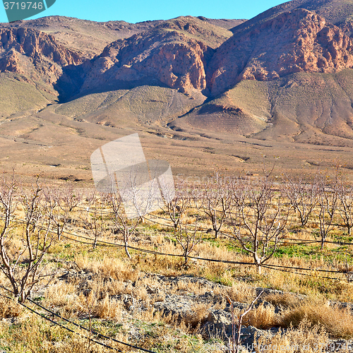 Image of bush  in    valley  morocco    africa the atlas dry mountain  