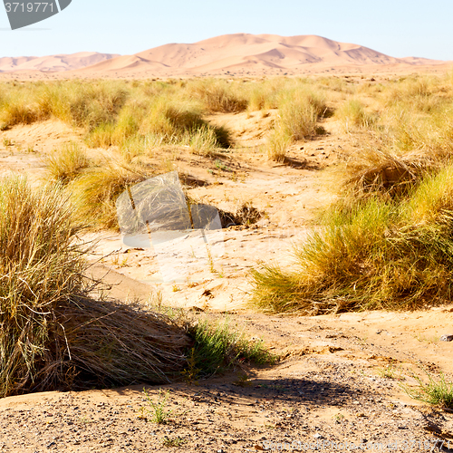 Image of mountain old fossil in  the desert of morocco sahara and rock  s