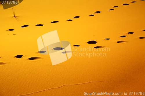 Image of africa the brown sand dune in footstep