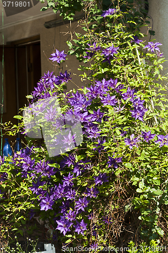 Image of purple clematis