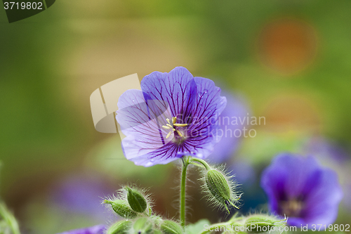 Image of woodland cranesbill