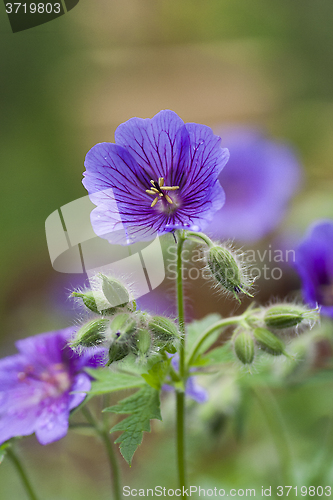 Image of woodland cranesbill