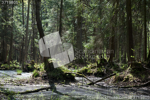 Image of Springtime alder-bog stand