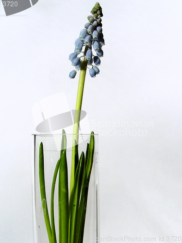 Image of grape hyacinth