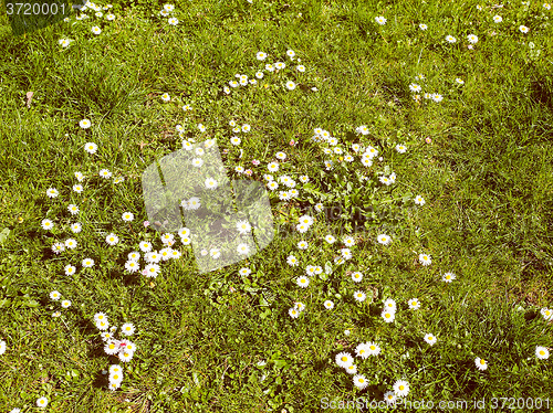 Image of Retro look Daisy flower