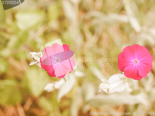 Image of Retro looking Violet flower