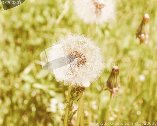 Image of Retro looking Dandelion flower