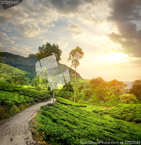 Image of Green tea plantations