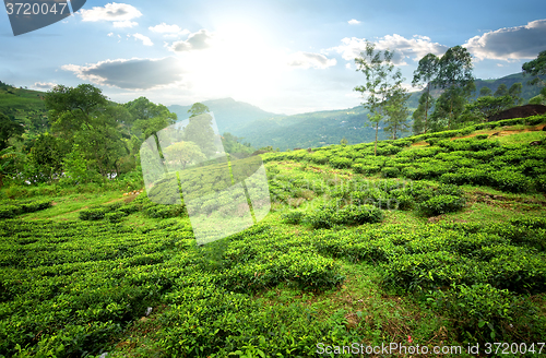 Image of Tea fields in mountains