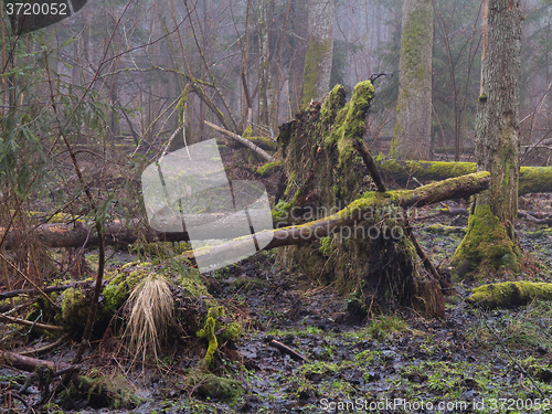 Image of Early spring morning in forest with mist and broken tree