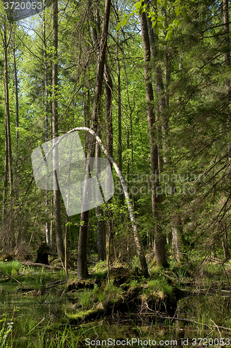 Image of Springtime alder-bog stand