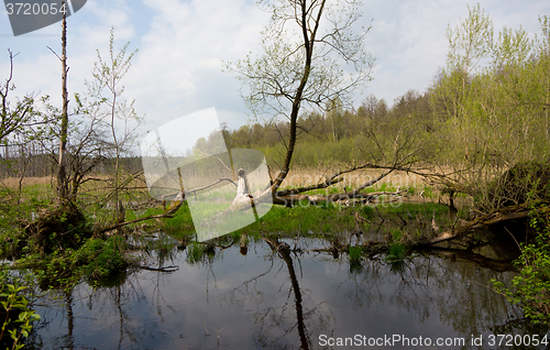 Image of Flooded abandoned meadows in springtime 
