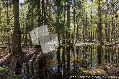 Image of Old alder trees of Bialowieza Forest