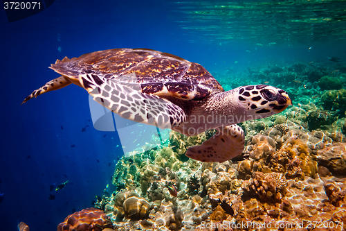 Image of Hawksbill Turtle - Eretmochelys imbricata