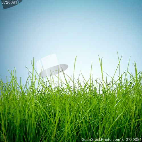 Image of Spring green grass