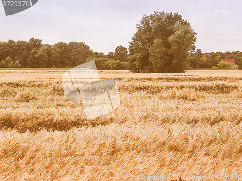 Image of Retro looking Barleycorn field