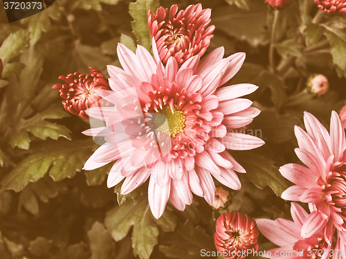 Image of Retro looking Chrysanthemum picture