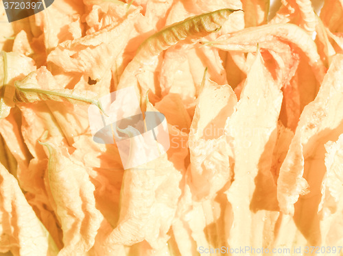 Image of Retro looking Courgette flowers
