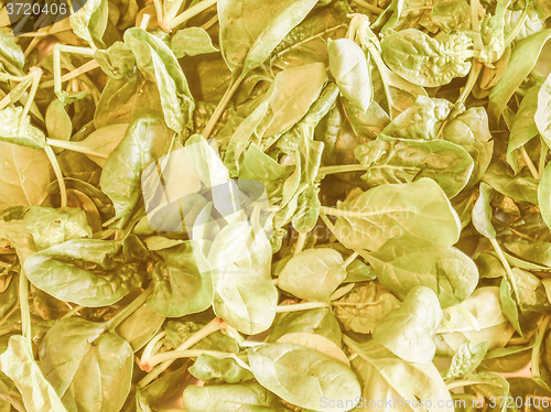 Image of Retro looking Spinach leaves