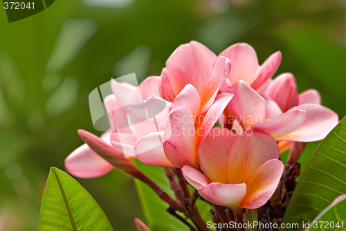 Image of frangipani