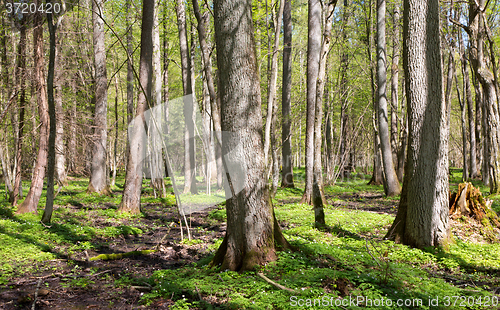 Image of Riparian stand of Bialowieza Forest in sun