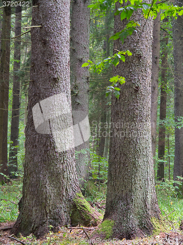 Image of Three old spruces 