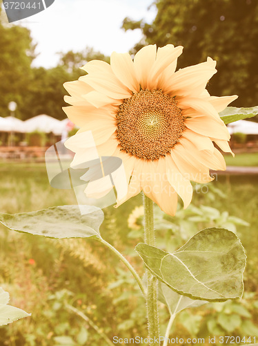 Image of Retro looking Sunflower flower