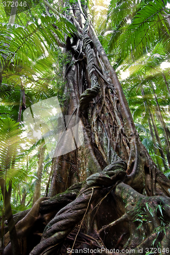 Image of old tree new day