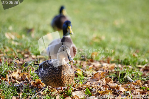 Image of Group of mallards