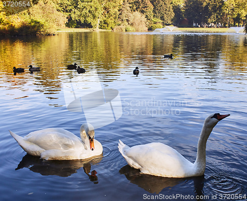 Image of Pair of swans