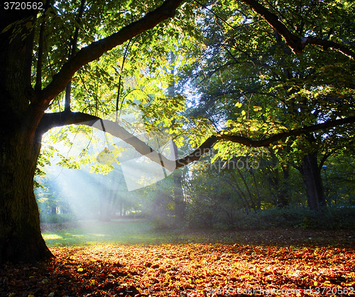 Image of magnificent ancient oak in forest