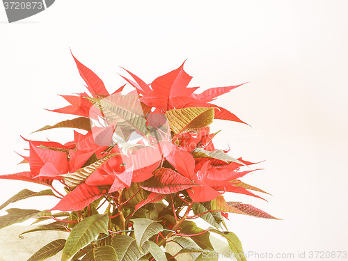 Image of Retro looking Poinsettia Christmas star