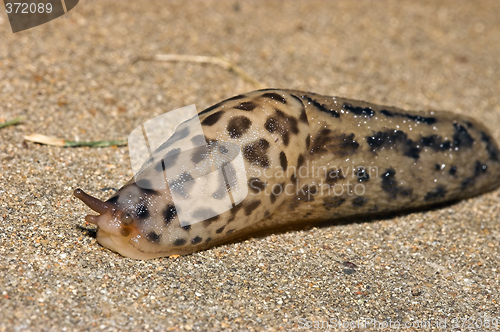 Image of grumpy the slug
