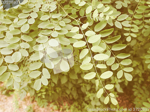 Image of Retro looking Acacia leaf