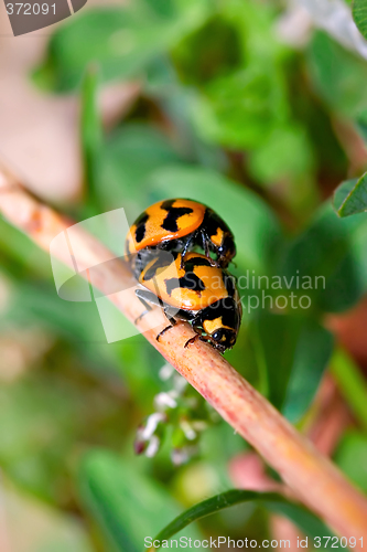 Image of ladybirds mating