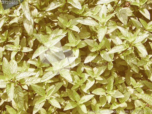 Image of Retro looking Peppermint