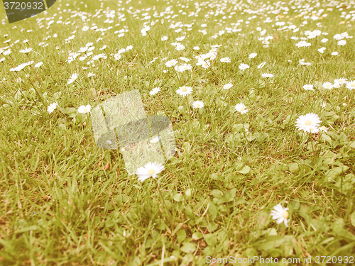 Image of Retro looking Daisy flower