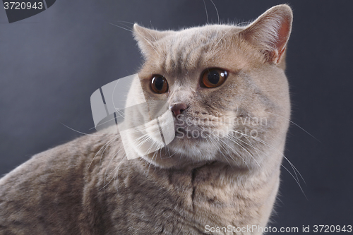 Image of British Short Hair Cat