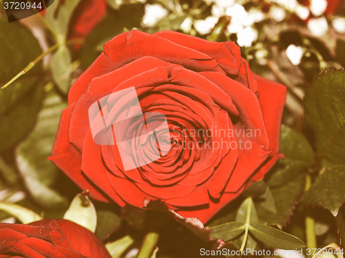 Image of Retro looking Rose picture