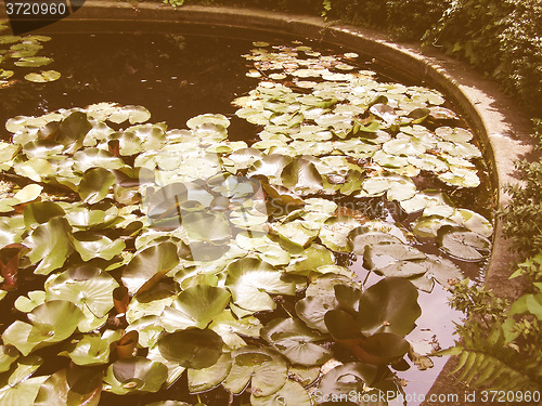 Image of Retro looking Water lily Nimphaea