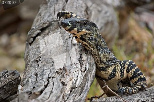 Image of goanna taking a break