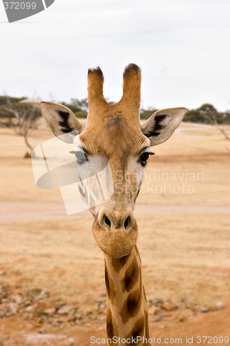 Image of giraffe up close