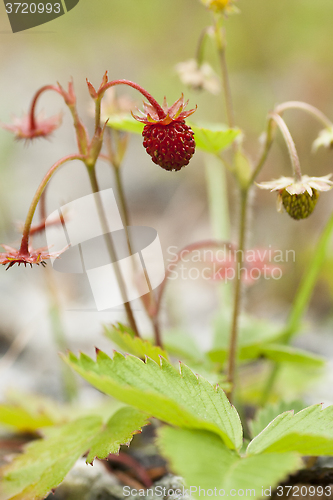 Image of wild strawberry