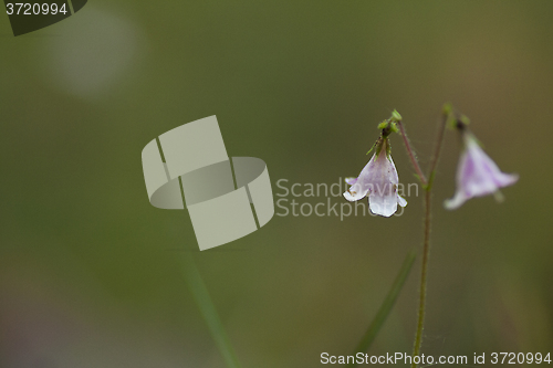 Image of twinflower