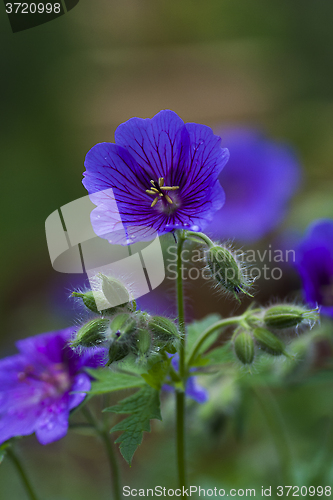 Image of woodland geranium